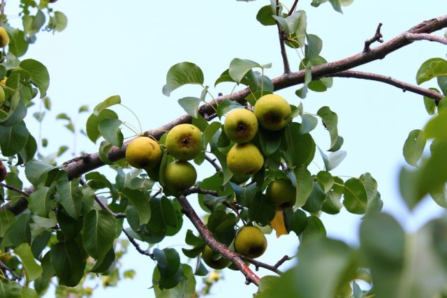 Pear game: recipes for the winter