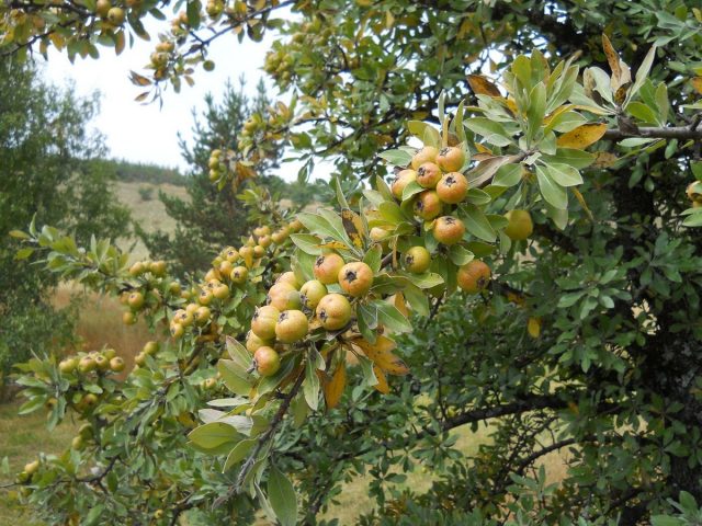 Pear game: recipes for the winter