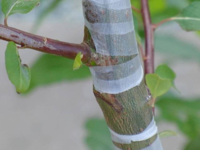 Pear grafting: in spring, in August, in autumn