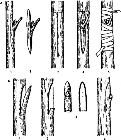 Pear grafting: in spring, in August, in autumn