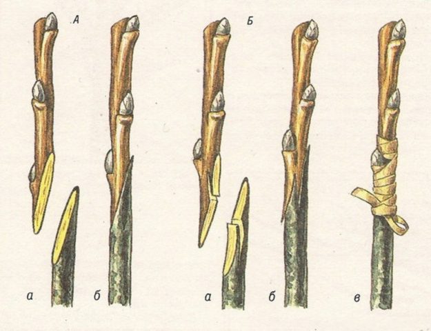 Pear grafting: in spring, in August, in autumn