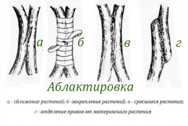 Pear grafting: in spring, in August, in autumn