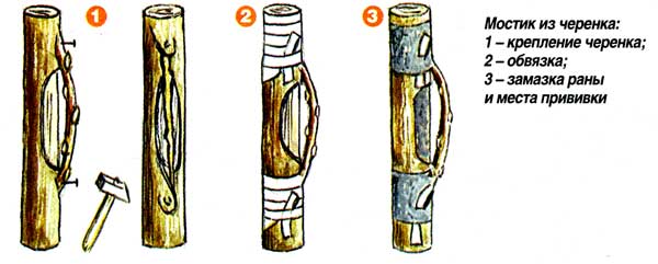 Pear grafting: in spring, in August, in autumn