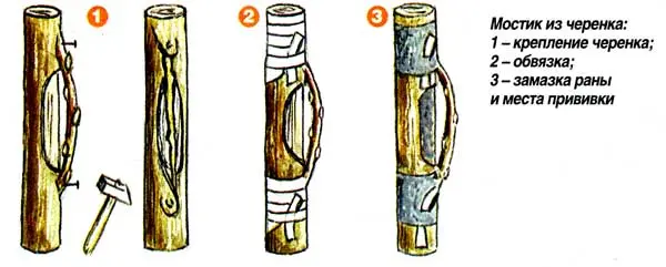 Pear grafting: in spring, in August, in autumn