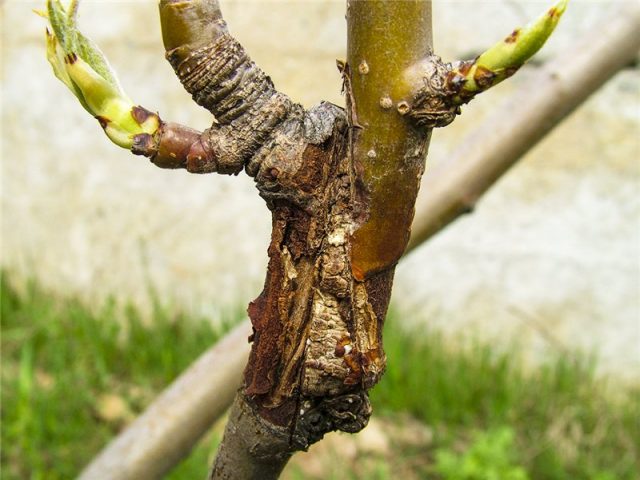 Pear grafting: in spring, in August, in autumn