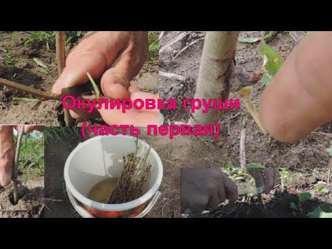 Pear grafting: in spring, in August, in autumn