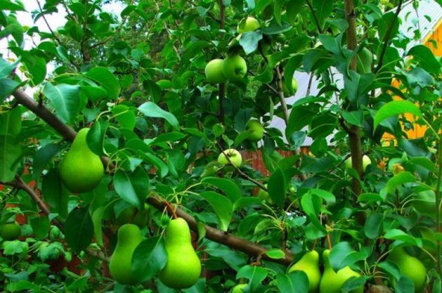 Pear grafting: in spring, in August, in autumn