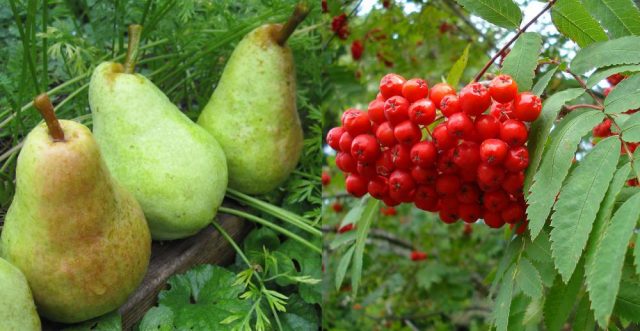 Pear grafting: in spring, in August, in autumn