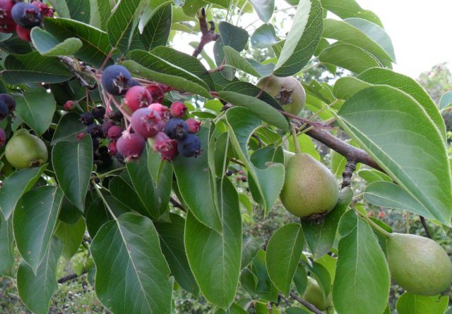 Pear grafting: in spring, in August, in autumn