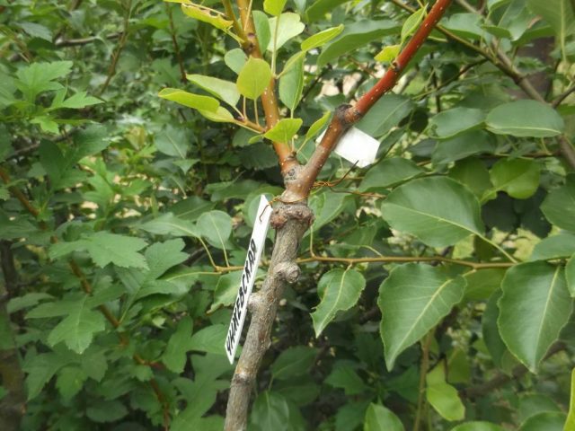 Pear grafting: in spring, in August, in autumn