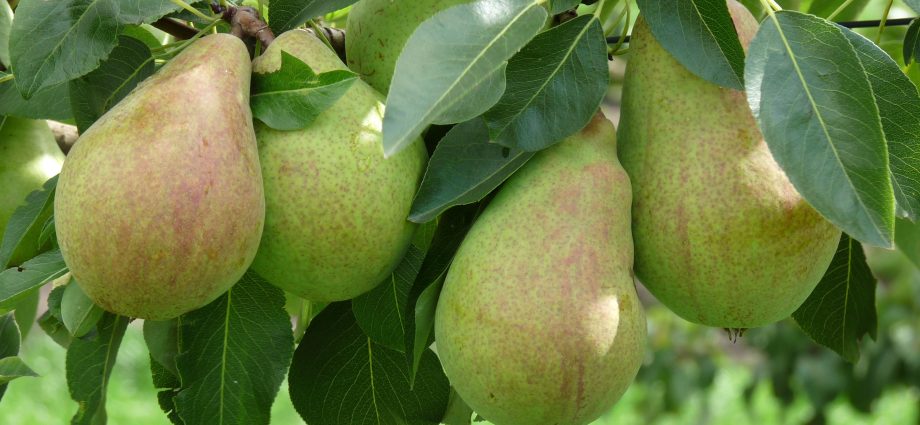 Pear grafting: in spring, in August, in autumn