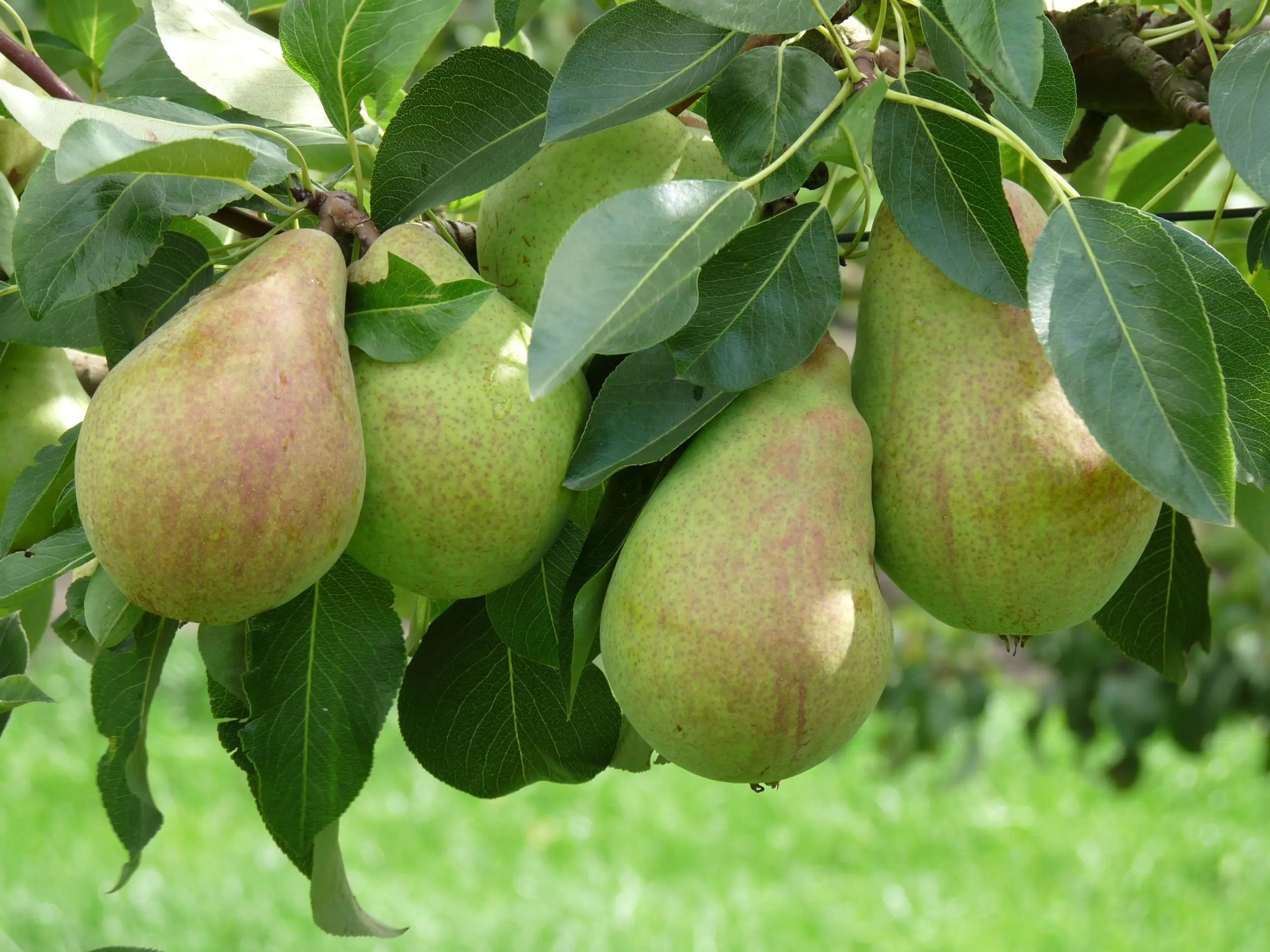 Pear grafting: in spring, in August, in autumn