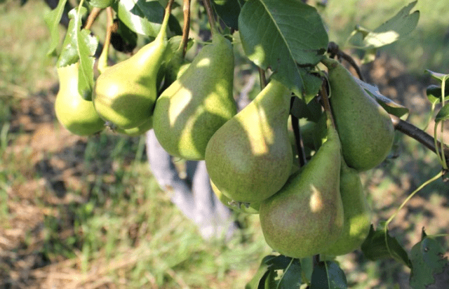 Pear juice for the winter