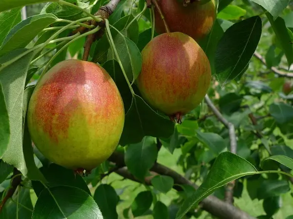 Pear Krasulya: description, photo, reviews