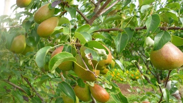 Pear Krasulya: description, photo, reviews