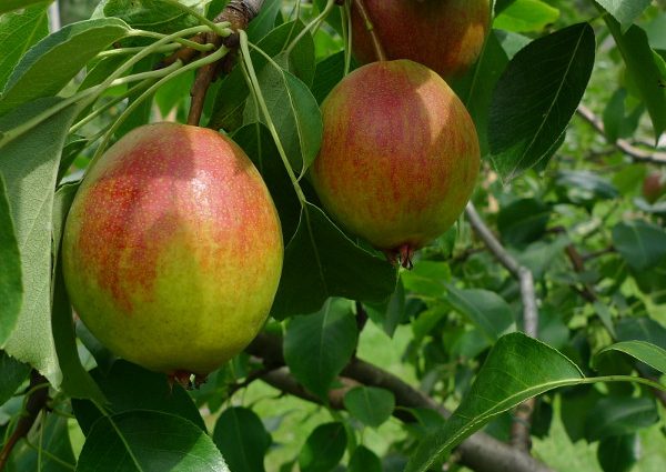 Pear Krasulya: description, photo, reviews