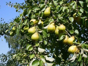 Pear Lada: characteristics of a delicious early summer variety