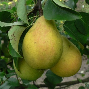 Pear Lada: characteristics of a delicious early summer variety