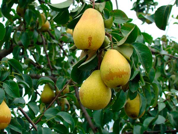 Pear Lada: characteristics of a delicious early summer variety