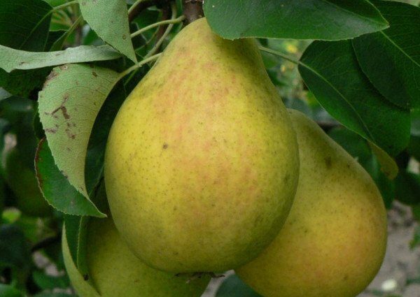 Pear Lada: characteristics of a delicious early summer variety