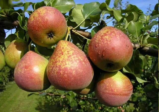 Pear Marble: description, photos, reviews, pollinators