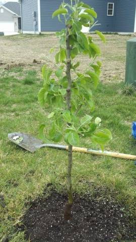 Pear Marble: description, photos, reviews, pollinators