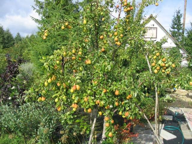 Pear Marble: description, photos, reviews, pollinators