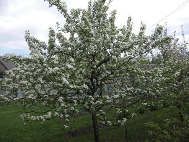 Pear Marble: description, photos, reviews, pollinators