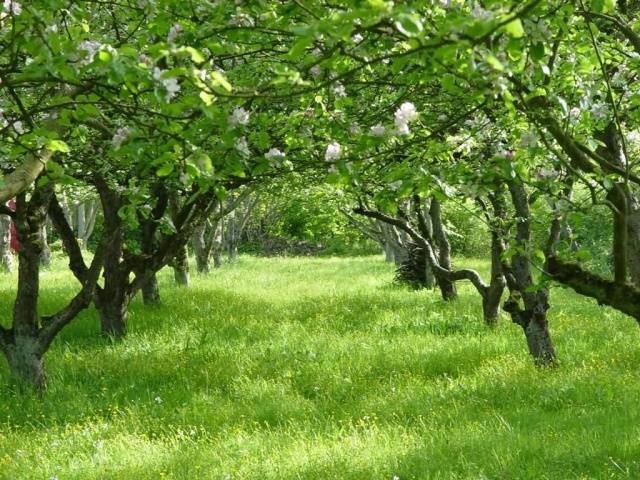 Pear Marble: description, photos, reviews, pollinators