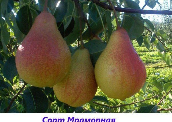 Pear Marble: description, photos, reviews, pollinators