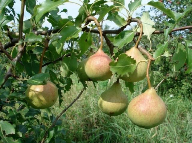 Pear Memory Yakovlev: description, photo, reviews, landing