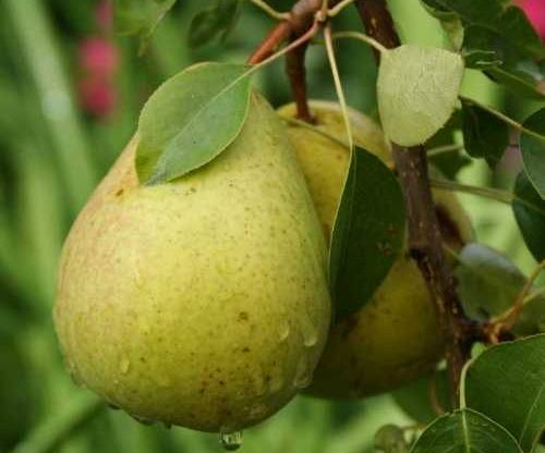 Pear Memory Zhegalova