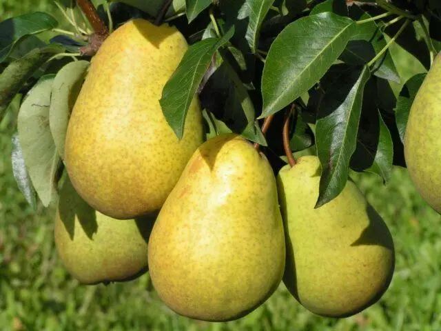 Pear Michurinskaya Skorospelka: variety description, photos, reviews