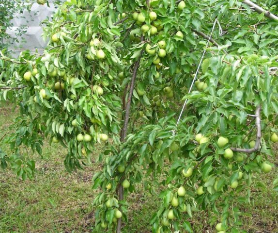 Pear Michurinskaya Skorospelka: variety description, photos, reviews