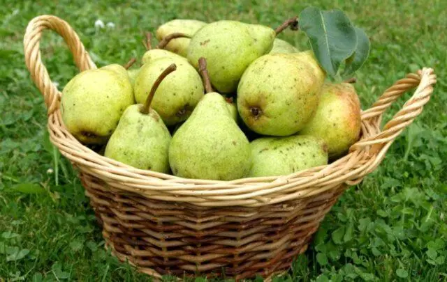 Pear Michurinskaya Skorospelka: variety description, photos, reviews