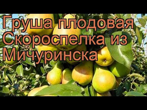 Pear Michurinskaya Skorospelka: variety description, photos, reviews