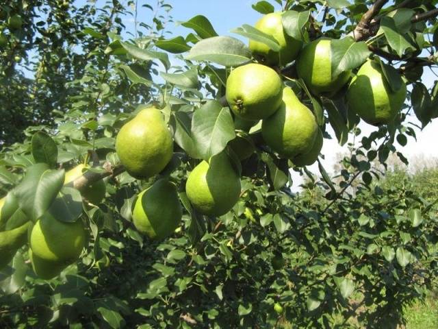 Pear Moskvichka: planting, pollinators