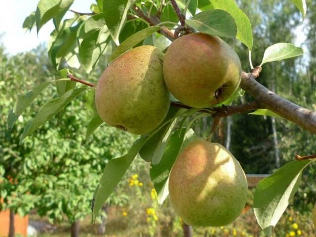 Pear Moskvichka: planting, pollinators