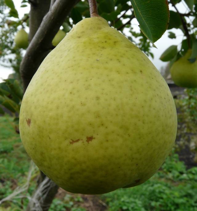 Pear Moskvichka: planting, pollinators