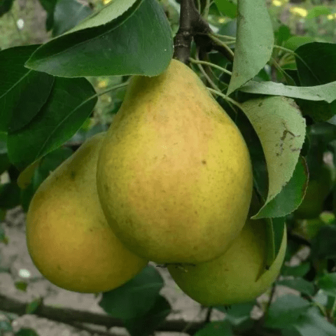 Pear Moskvichka: planting, pollinators