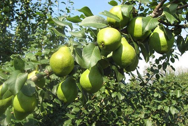 Pear Moskvichka: planting, pollinators