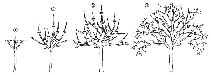 Pear pruning in autumn: technology with fideo and photo