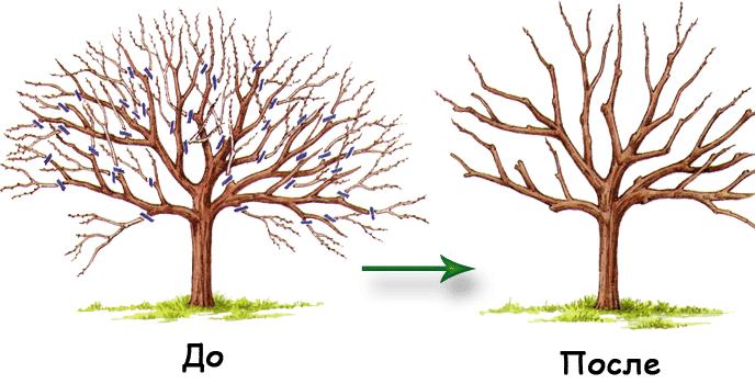 Pear pruning in autumn: technology with fideo and photo