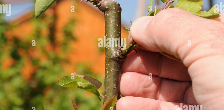 Pear pruning in autumn: technology with fideo and photo