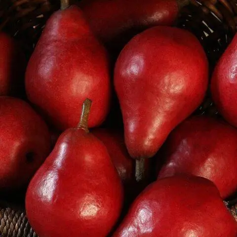 Pear Red Favoritka: variety description, photos, reviews