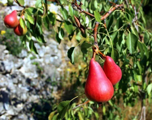 Pear Red Favoritka: variety description, photos, reviews