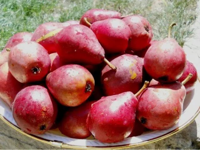 Pear Red Favoritka: variety description, photos, reviews