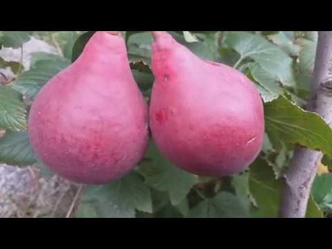 Pear Red Favoritka: variety description, photos, reviews