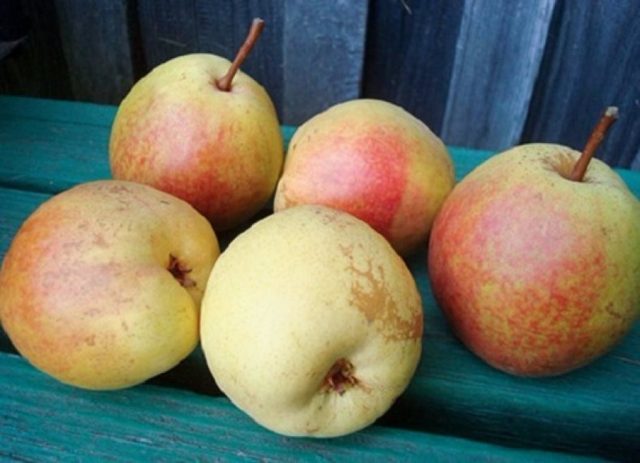 Pear Rogneda: variety description, photos, reviews