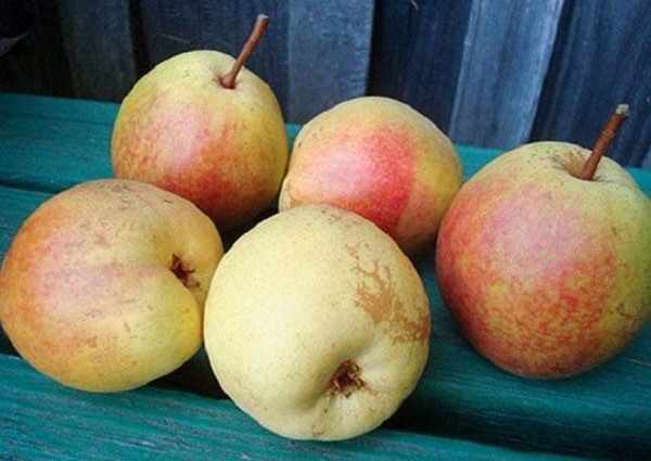 Pear Rogneda: variety description, photos, reviews